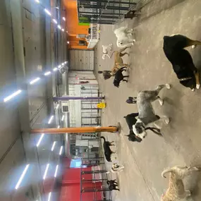 Bild von Uncle Keith's Doggie Daycare