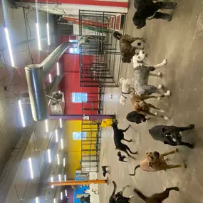 Bild von Uncle Keith's Doggie Daycare