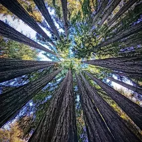 Bild von Santa Cruz Redwoods RV Resort