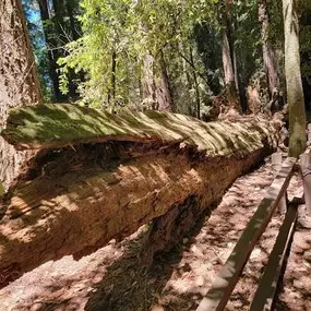 Bild von Santa Cruz Redwoods RV Resort