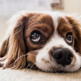 Bild von Hundesalon immerdar - für alle Felle