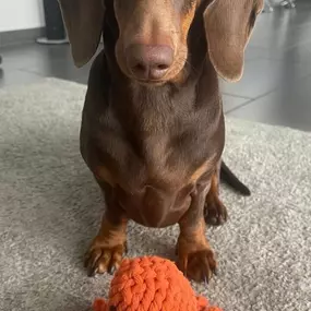 Bild von Hundesalon & Katzensalon - immerdar - für alle Felle