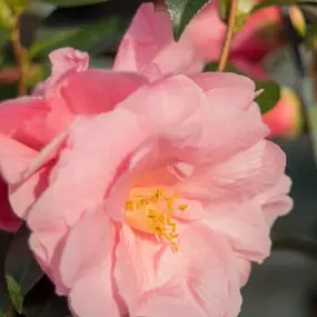 Bild von Ladybird Nurseries