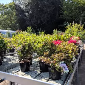 Bild von Ladybird Nurseries