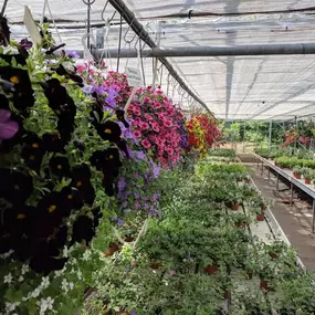 Bild von Ladybird Nurseries