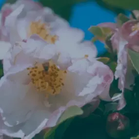 Bild von Ladybird Nurseries