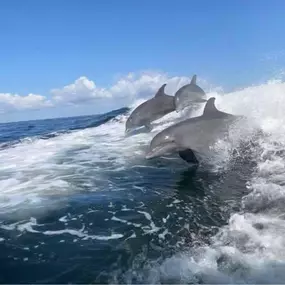 Dolphin Sighting From Our Eco Tours