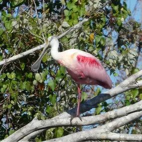 Pink Spoonbill From Our Kayak Eco Tours