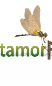 Bild von MétamorFozes - Bilan de Compétences -Coaching - Psychopraticienne - DISC - Formation -