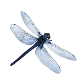 Bild von MétamorFozes - Bilan de Compétences -Coaching - Psychopraticienne - DISC - Formation -