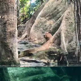 195095609-1-w7ri0gjYpD1741863890522.jpeg