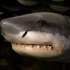 195095609-1-w7ri0gjYpD1742470062265.jpeg