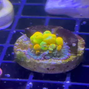 Bild von Mack's Reef