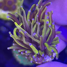 Bild von Mack's Reef