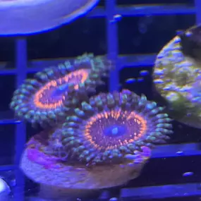 Bild von Mack's Reef
