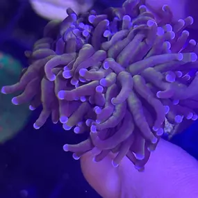 Bild von Mack's Reef