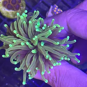 Bild von Mack's Reef