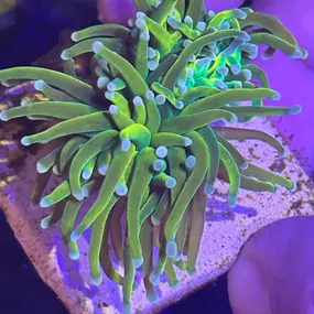 Bild von Mack's Reef