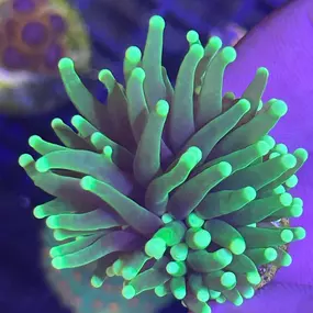 Bild von Mack's Reef