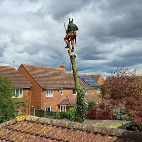 Bild von PB Forestry & Landscaping Ltd