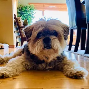 Office Mascot Energy
Nothing boosts productivity like a furry friend keeping watch. Meet the real boss of the house.