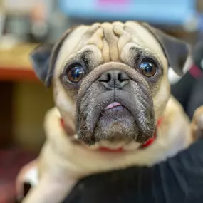 Bild von VCA Sacramento Veterinary Referral Center