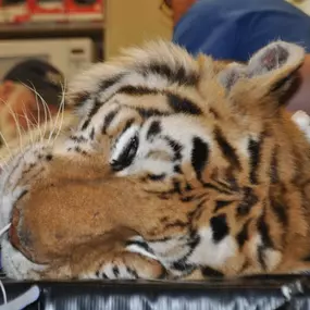 Bild von VCA Sacramento Veterinary Referral Center