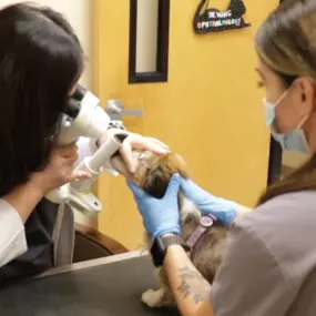 Bild von VCA Advanced Veterinary Care Center
