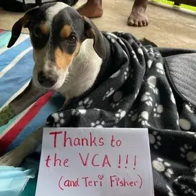 Bild von VCA Advanced Veterinary Care Center