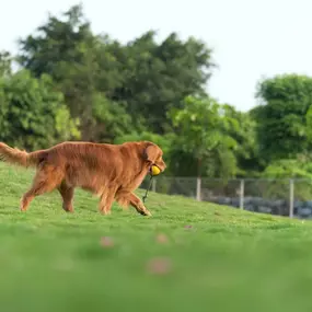 Have fun in the sun with your pup at the community dog park