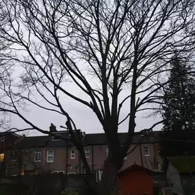 Bild von Trees R Us