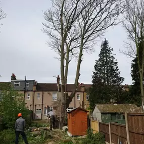 Bild von Trees R Us
