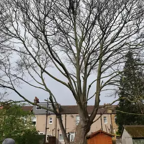 Bild von Trees R Us