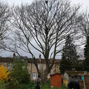 Bild von Trees R Us