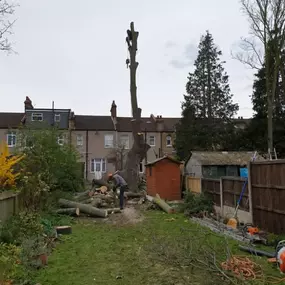 Bild von Trees R Us