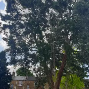 Bild von Trees R Us