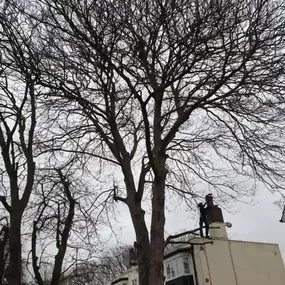 Bild von Trees R Us