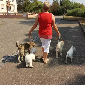 Bild von Education Formation Pension Canine les 2 Complices Bas Rhin Alsace