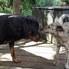 Bild von Education Formation Pension Canine les 2 Complices Bas Rhin Alsace