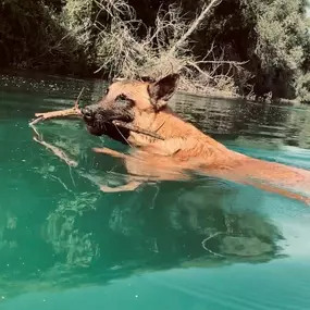 Bild von Education Formation Pension Canine les 2 Complices Bas Rhin Alsace