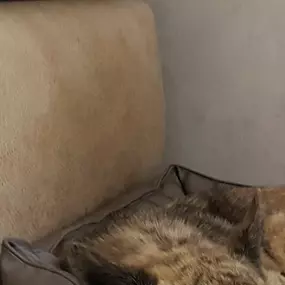 Bild von Education Formation Pension Canine les 2 Complices Bas Rhin Alsace