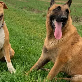 Bild von Education Formation Pension Canine les 2 Complices Bas Rhin Alsace