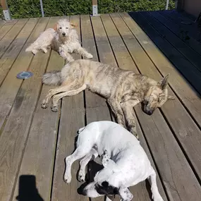 Bild von Education Formation Pension Canine les 2 Complices Bas Rhin Alsace