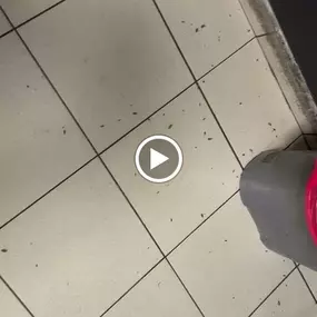 Bild von STOP INSEKTOM Dezynsekcja Dezynfekcja Deratyzacja Wymrażanie Pluskiew