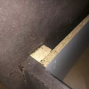 Bild von STOP INSEKTOM Dezynsekcja Dezynfekcja Deratyzacja Wymrażanie Pluskiew