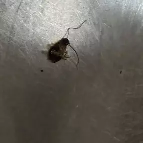 Bild von STOP INSEKTOM Dezynsekcja Dezynfekcja Deratyzacja Wymrażanie Pluskiew