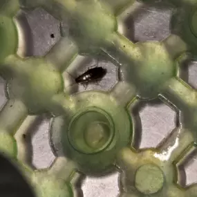 Bild von STOP INSEKTOM Dezynsekcja Dezynfekcja Deratyzacja Wymrażanie Pluskiew