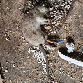 Bild von STOP INSEKTOM Dezynsekcja Dezynfekcja Deratyzacja Wymrażanie Pluskiew