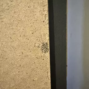 Bild von STOP INSEKTOM Dezynsekcja Dezynfekcja Deratyzacja Wymrażanie Pluskiew