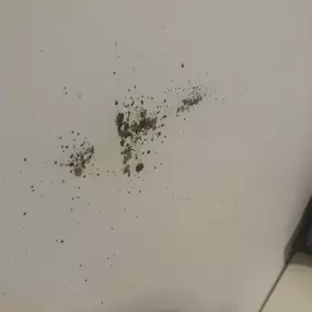 Bild von STOP INSEKTOM Dezynsekcja Dezynfekcja Deratyzacja Wymrażanie Pluskiew
